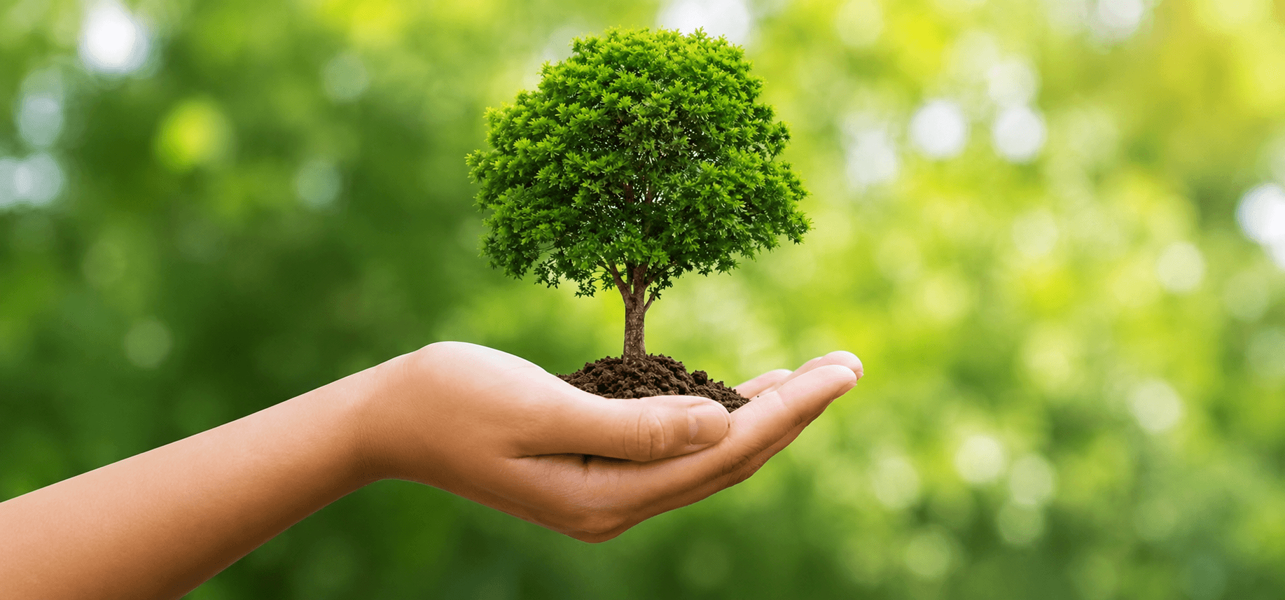 Tree Transplantation